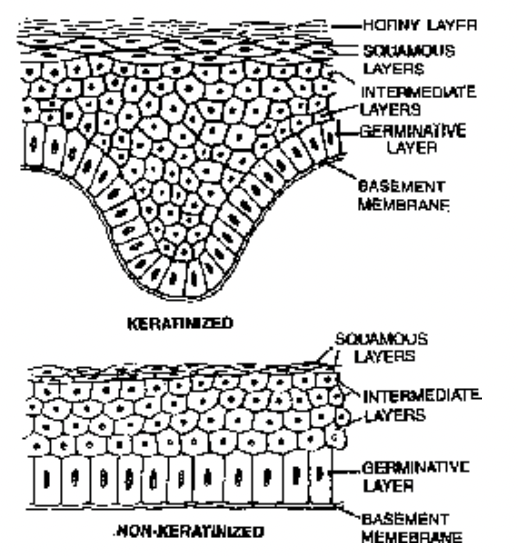 Covering and Lining Epithelium
